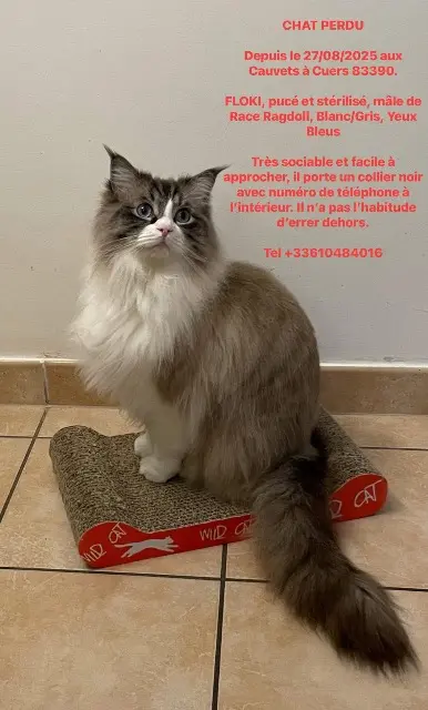 chat reunited   83390 Cuers Floki