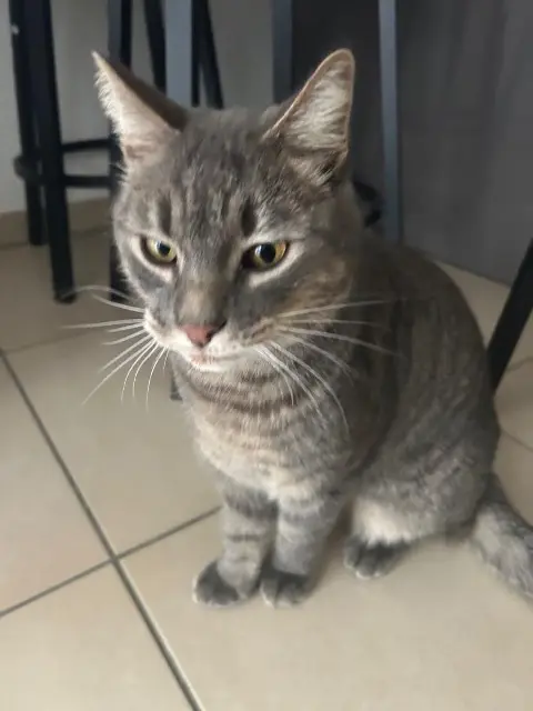 chat reunited   83240 Cavalaire-sur-Mer Gribouille