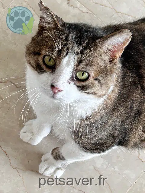 chat reunited 83310 Grimaud Jo