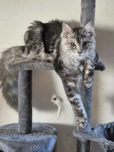 chat reunited   83390 Puget-Ville Kurt