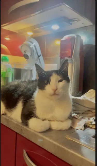 chat reunited   83510 Lorgues Lewis