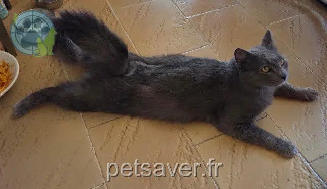 chat reunited    Saint-Raphaël Loulou