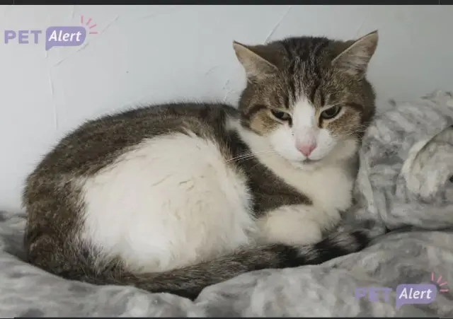 chat reunited   83300 Draguignan Loustic