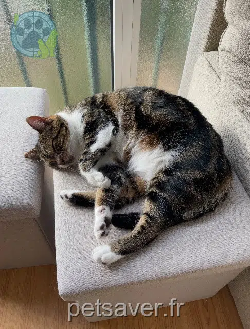 chat reunited 83310 Cogolin Malice
