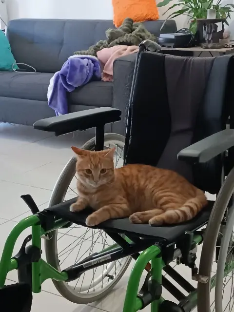 chat reunited   83500 La Seyne-sur-Mer Max