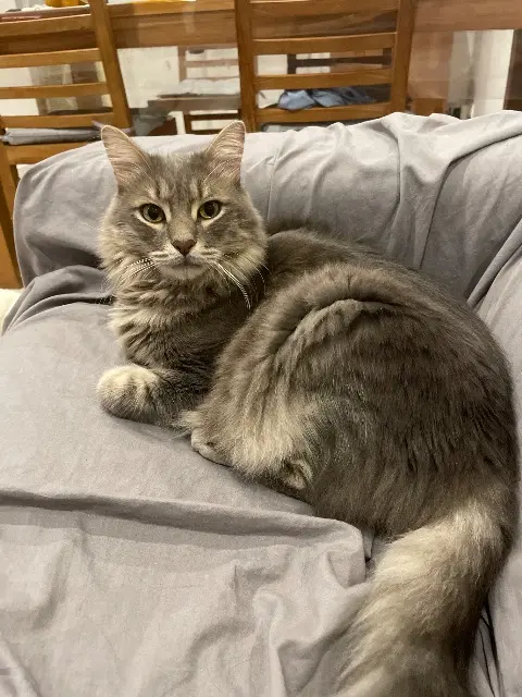 chat reunited   83220 Le Pradet Milo