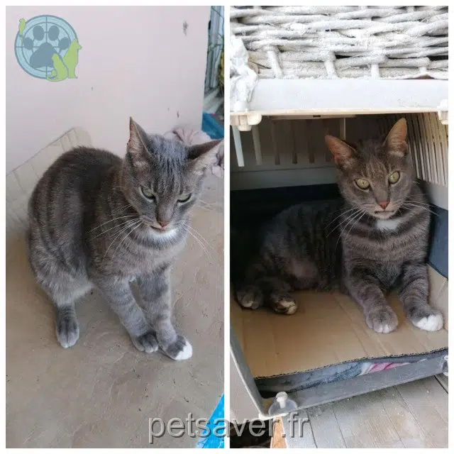 chat reunited Fréjus Minou