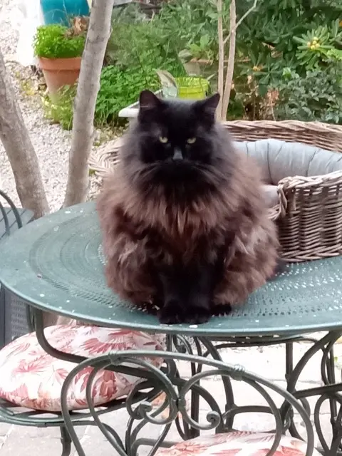 cat reunited   83400 Hyères Mombo