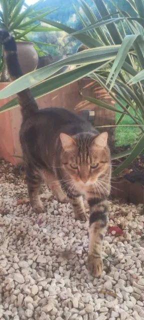 chat reunited   83330 Le Castellet Mouf