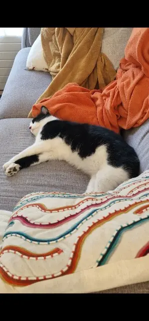 chat reunited   83140 Six-Fours-les-Plages Moustache