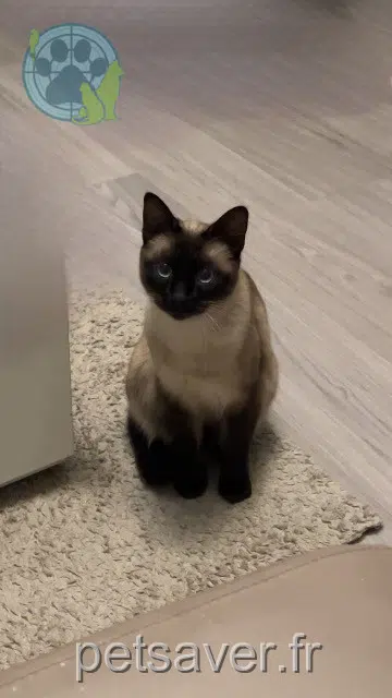 kater reunited   83400 Hyères Mufassa