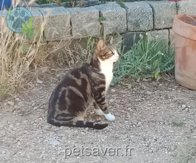 chat reunited   83200 Le Revest-les-Eaux Nougat