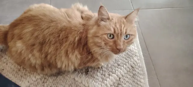 chat reunited   83400 Hyères Ollivander