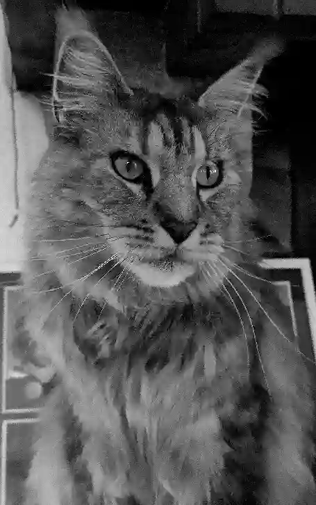 Chat Trouvé 83 Var - Orion Chat Trouvé 83 Var - Orion
