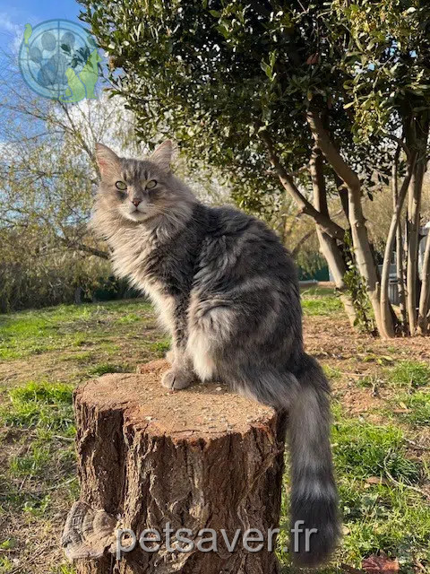 gatto reunited   83400 Hyères Pompon