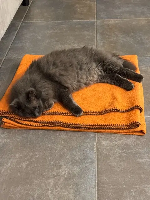 chat reunited   83910 Pourrières Poutou