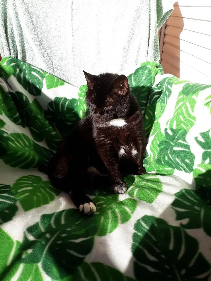 Chat Perdu 83 Var - Pépito Chat Perdu 83 Var - Pépito