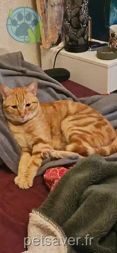 Chat Trouvé 83 Var - Rosso Chat Trouvé 83 Var - Rosso