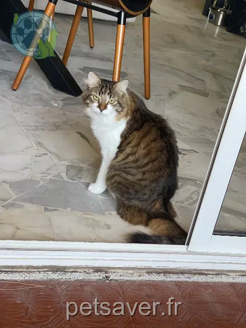 gato reunited   83140 Six-Fours-les-Plages Ryze