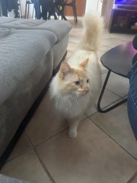 chat reunited   83130 La Garde Simba