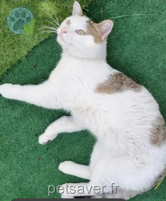 gatto reunited 83550 Vidauban Sparki