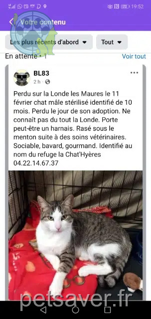 cat reunited   83250 La Londe-les-Maures Spirou