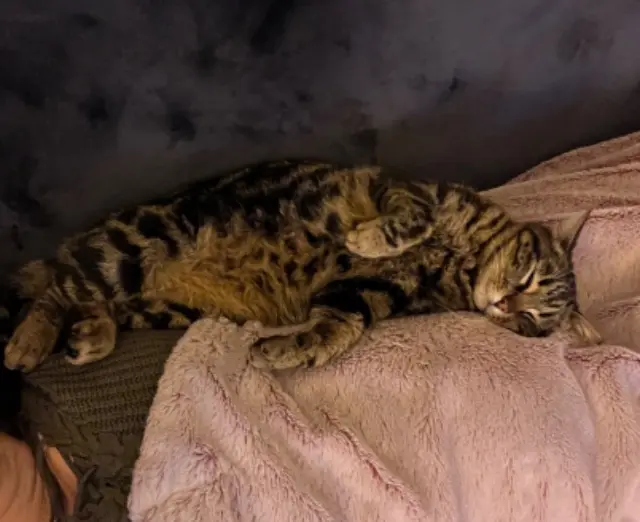 chat reunited   83390 Cuers Spyro