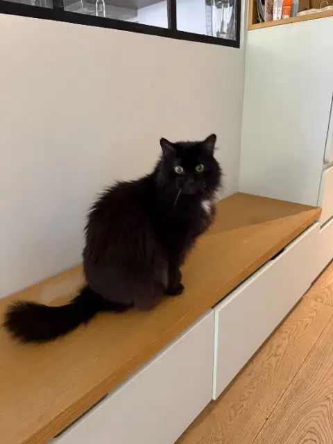 chat reunited   83250 La Londe-les-Maures Suzy