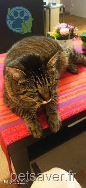 chat reunited Saint-Raphaël Tac