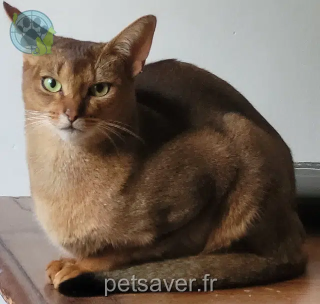 chat reunited   83350 Ramatuelle Tao