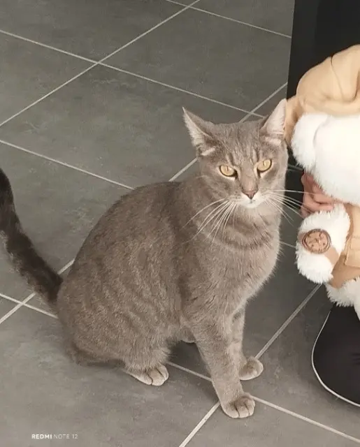 chat reunited   83330 Évenos Tigrou