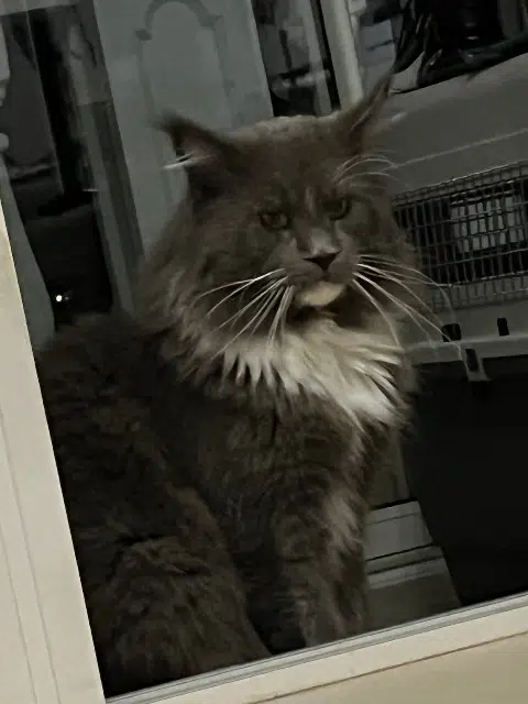 chat reunited   83500 La Seyne-sur-Mer Tigry