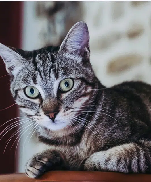 chat reunited   83210 Solliès-Pont Titus