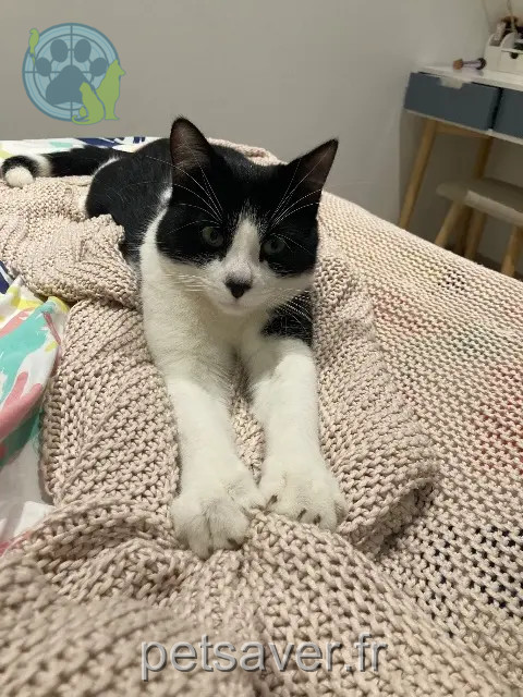 chat reunited   83220 Le Pradet Tokyo