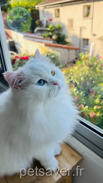chat reunited    Toulon Bowie