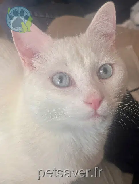 cat reunited    Toulon Deamon
