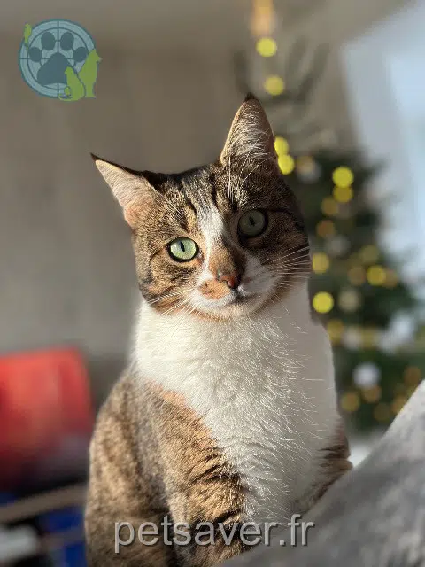 chat reunited Toulon Onyx