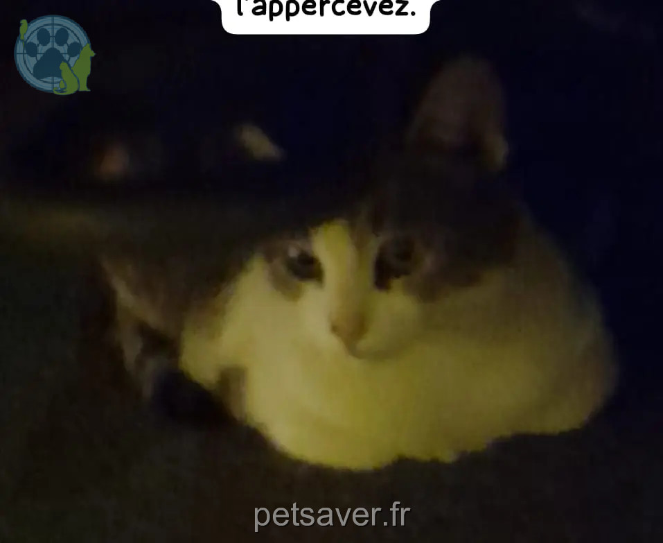 Chat Perdu 83 Var Toulon Chat Perdu 83 Var Toulon
