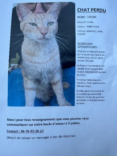 chat reunited    Toulon Tiroir