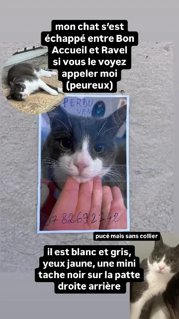 chat reunited    Toulon Venus