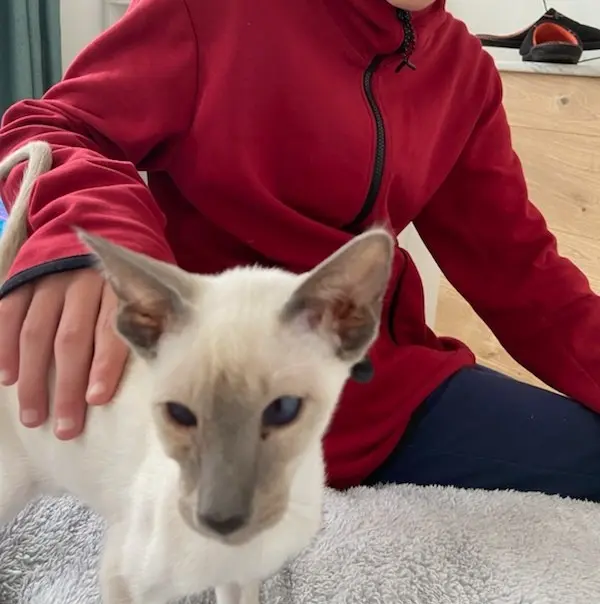 chat reunited   83500 La Seyne-sur-Mer Ureaus