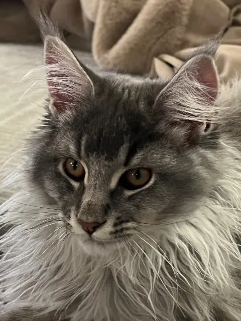 chat reunited   83990 Saint-Tropez Vito