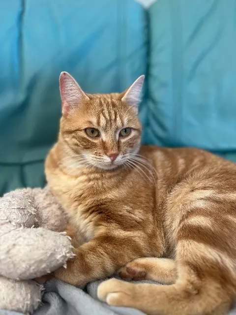 chat reunited   83390 Cuers Winnie