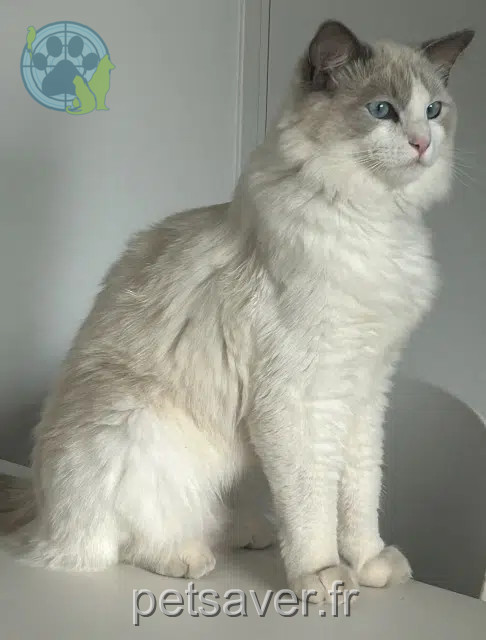 gatto reunited 83440 Montauroux Zephyr