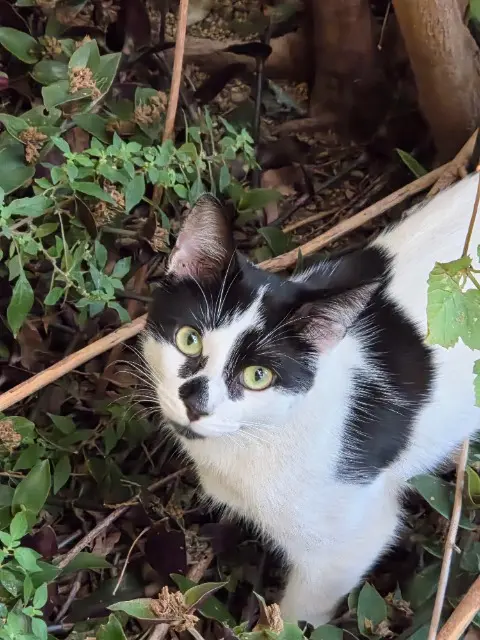 chat reunited   83160 La Valette-du-Var Zippo