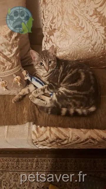 chat reunited   84300 Cavaillon Akira