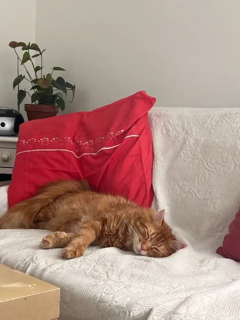 chat reunited    Avignon 2pac