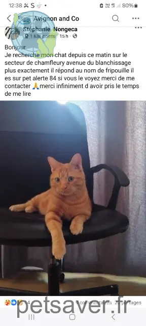 chat reunited    Avignon Fripouille