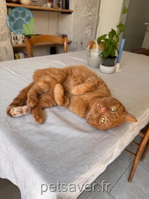 chat reunited Avignon Leo