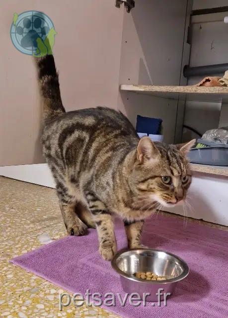 chat reunited 84000 Avignon Mario